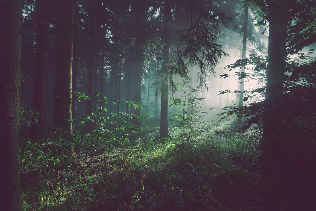 Dark forest