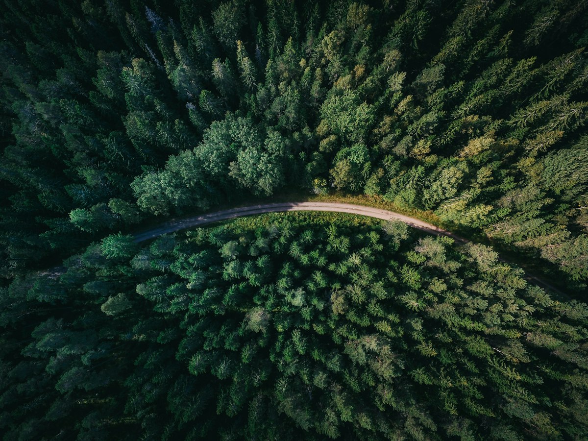Woods